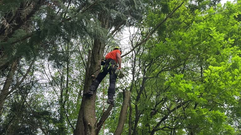 Best Lot and Land Clearing  in Mauriceville, TX