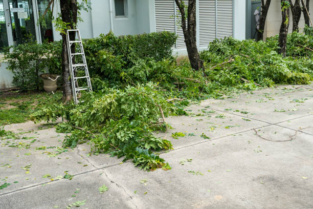 Best Tree and Shrub Care  in Mauriceville, TX