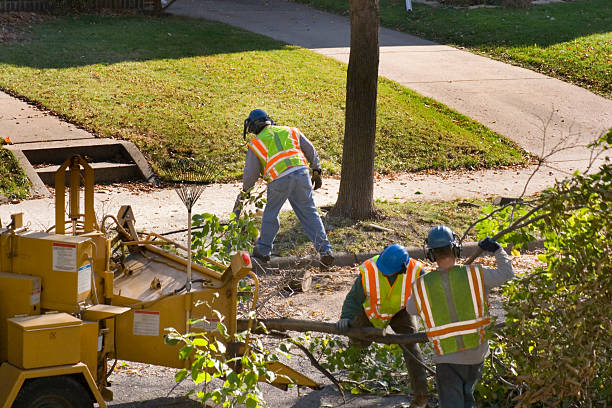 Best Commercial Tree Services  in Mauriceville, TX