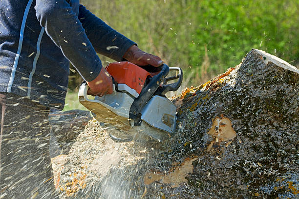 Best Soil Testing and Treatment  in Mauriceville, TX