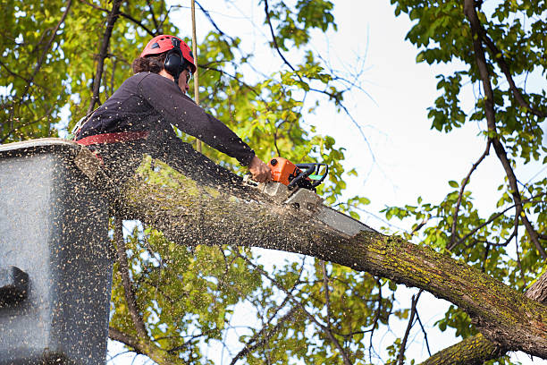 Best Tree Health Inspection  in Mauriceville, TX