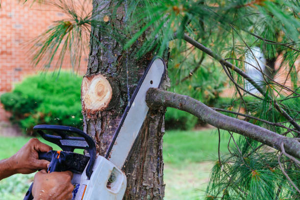 How Our Tree Care Process Works  in  Mauriceville, TX